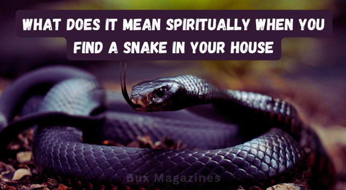 What does it mean spiritually when you find a snake in your house