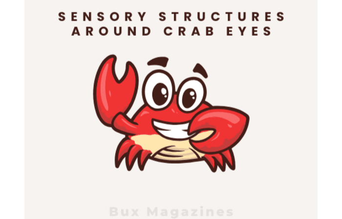 Do crabs have eyebrows